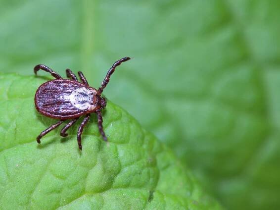 Deer tick on a leaf