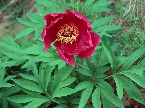 Paeonia officinalis - pivoňka lékařská