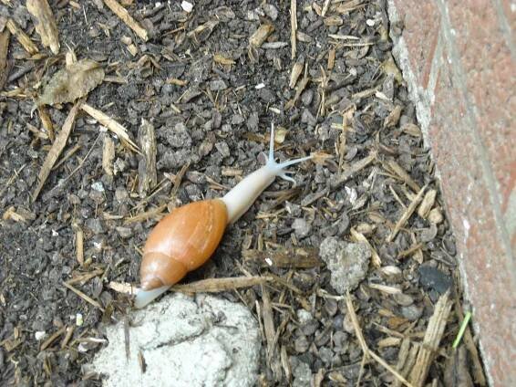 Garden Snail