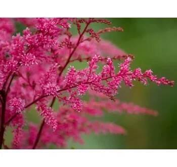 Čechrava čínská 'Finale' - Astilbe chinensis 'Finale' Balení: kontejner C2