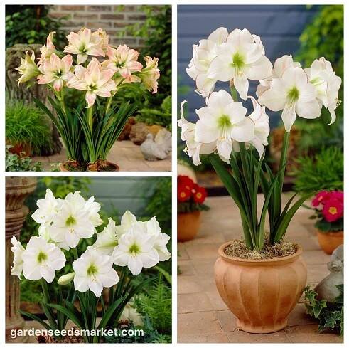 Amaryllis - sada 3 odrůd; Hippeastrum