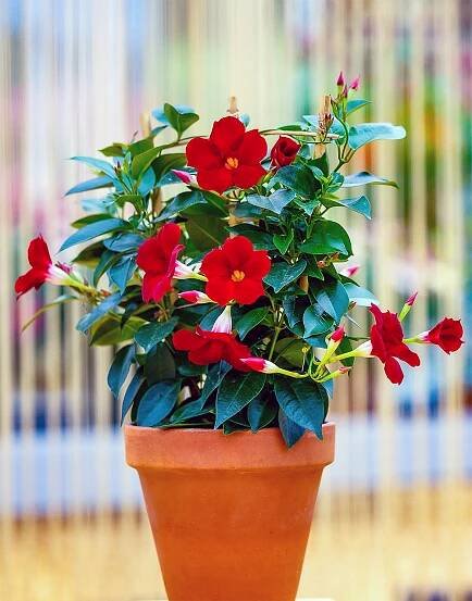Sundaville® Topper Red Yellow Eye