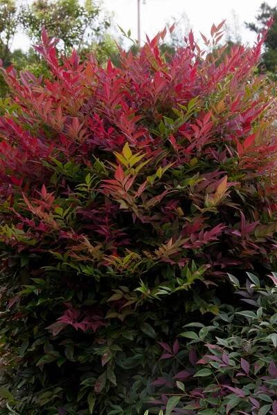 Nandina domáca obsessed