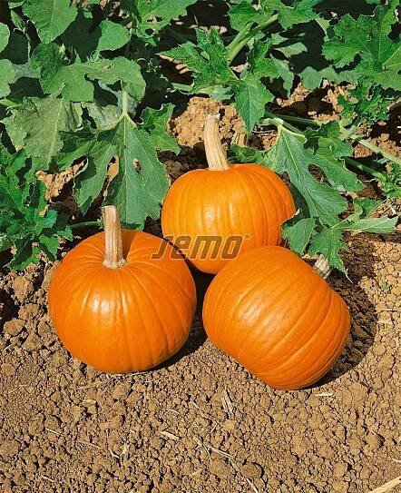 Pumpkin - classic, Halloweens, hulless seeds oil pumpkins | SEMO