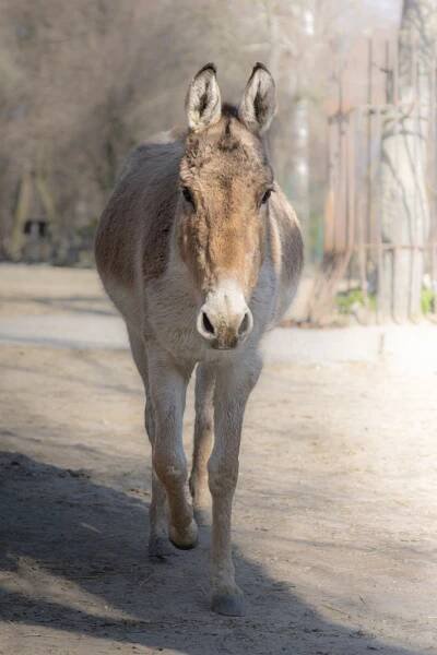 Chov v roce 2024: Zoo Bratislava