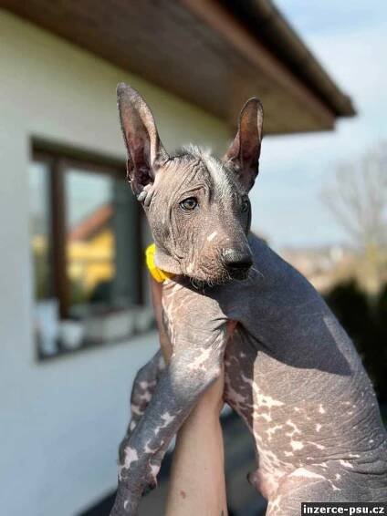 Mexický naháč standart (xoloitzcuintle standard) s PP