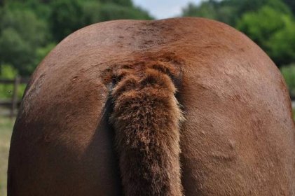 Letní vyrážka u koní – mohou být kmenové buňky účinnou terapií? | Equichannel