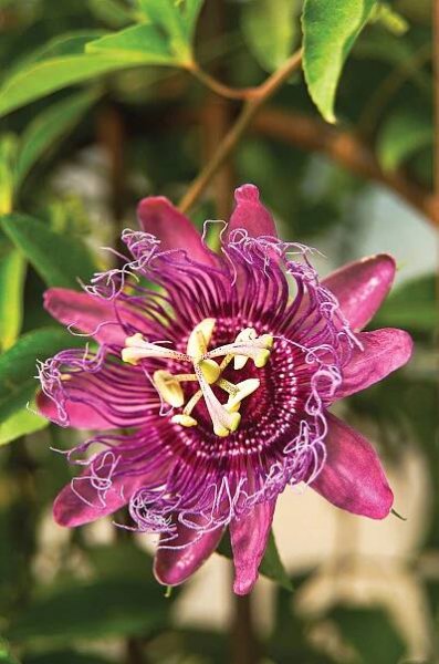 Passiflora 'Elizabeth' purple flower