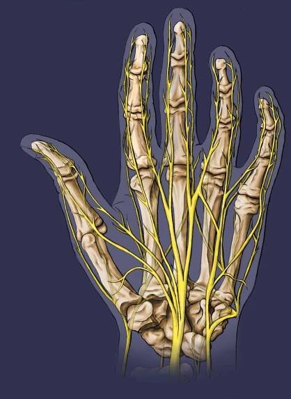 nervehand4print