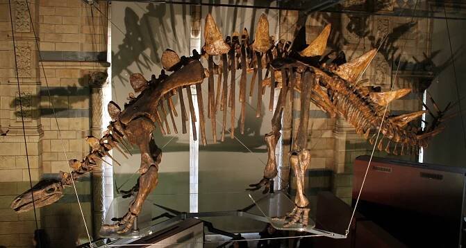 Tuojiangosaurus
