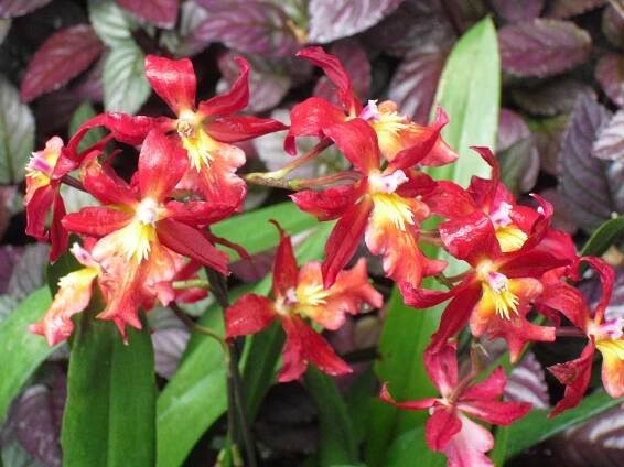 Flower One