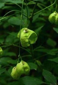 Klokoč zpeřený (Staphylea pinnata), plody, plodenství