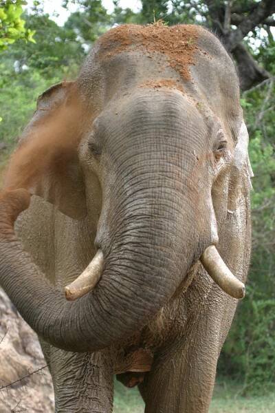 Anuradha Tusker - Jetwing Eco