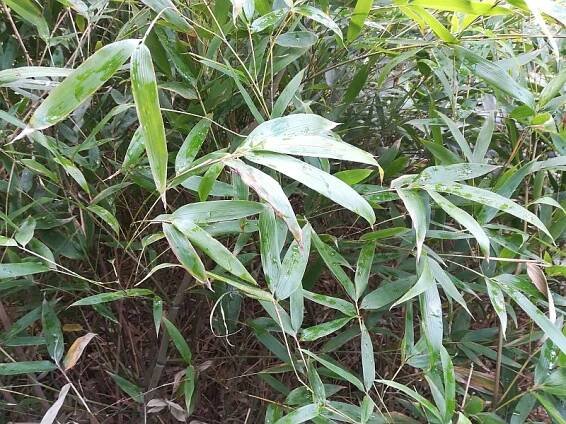 Phyllostachys pubescens | Zimovzdorné bambusy a pěstování bambusů u nás