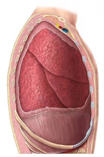 Anatomische Illustrationen des Thorax für den Anatomieatlas TOOL — wissenschaftliche Illustration & medizinische Illustration