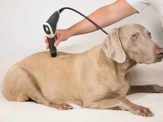 MASTERPULS MP100 VET - Medicom