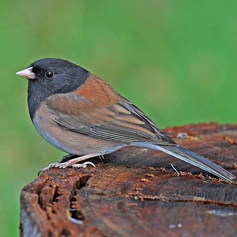 LandBirds-016