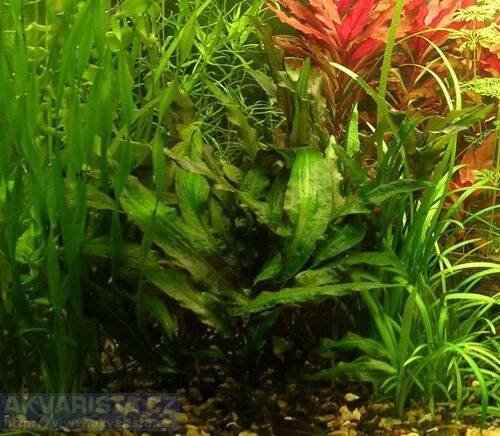 Cryptocoryne beckettii a Cryptocoryne affinis - AKVARISTA.cz