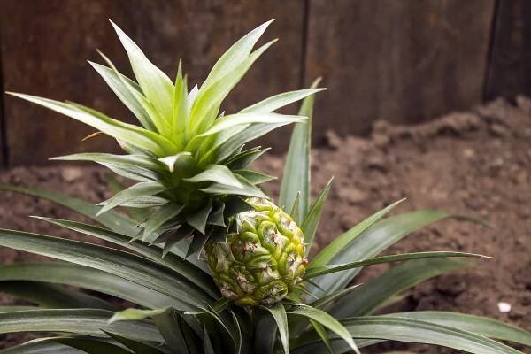 Bromélie – na péči nenáročná exotická kráska - HobbyRecepty.cz