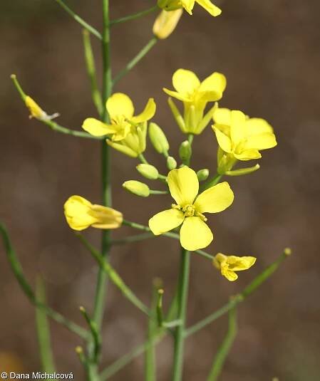 Brassica rapa – brukev řepák