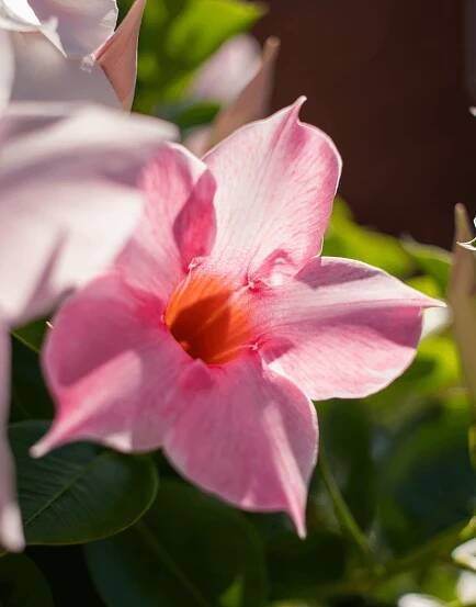 Sundaville Cream Pink