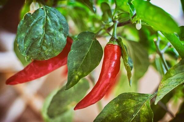 pěstování červené papriky doma - chili plant - stock snímky, obrázky a fotky