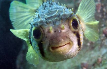 Fotografie, Obraz Porcupine fish smiles at camera underwater with big eyes