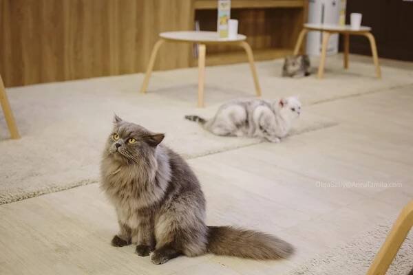 Cat cafe in Bangkok (29)