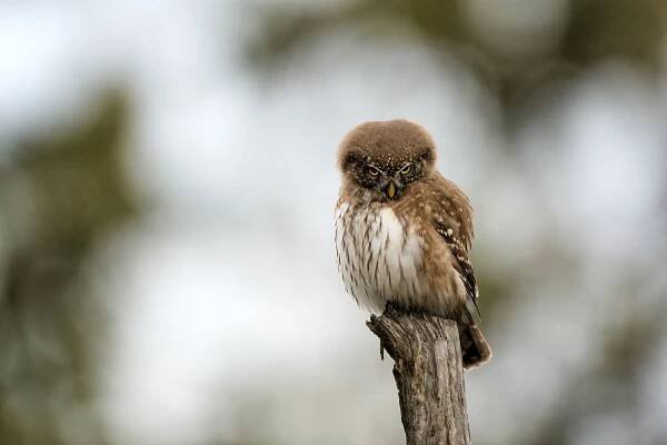 Kulíšek nejmenší (Glaucidium passerinum)