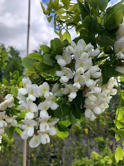 Robinia TORTUOSA Trnovník, akát POKROUCENÉ VÝHONKY Akácie VELKÁ SAZENICE Kód výrobce sadzonki akacji robinia sadzonki