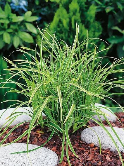 OBI Ostřice japonská "Ice Dance" pr. květináče cca 17 cm Carex morrowii
