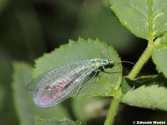 Chrysopa perla - zlatoočka skvrnitá | Chrysopidae - zlatoočkovití | Natura Bohemica
