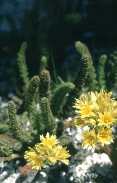Potentilla gordonii