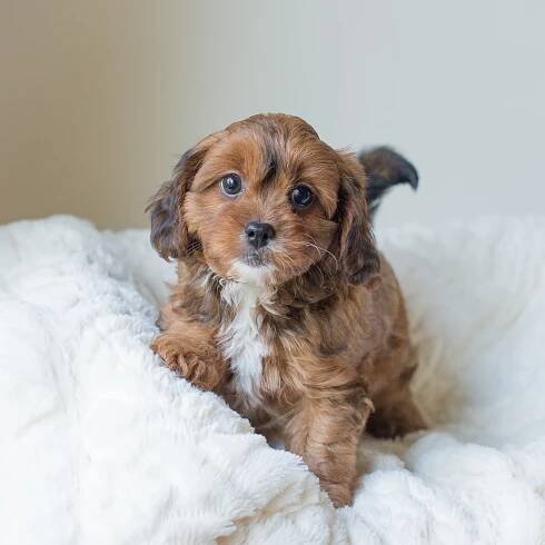 Coco, Rosie - Cavapoochon Puppy.jpg
