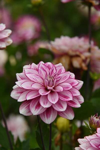 Dahlie Hemisphere