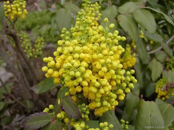 Mahonie cesmínolistá (Mahonia aquifolium)