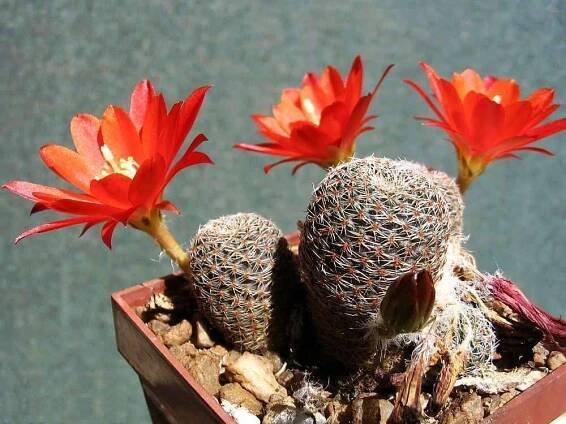 Rebutia albopectinata