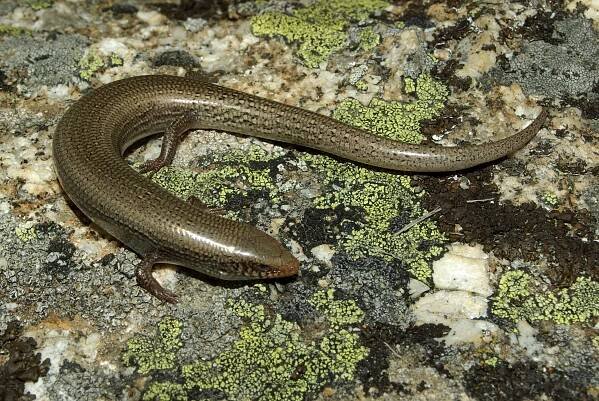 Chalcides bedriagai