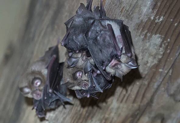 Kde se rodí naši vrápenci - Speleologický klub ORCUS Bohumín