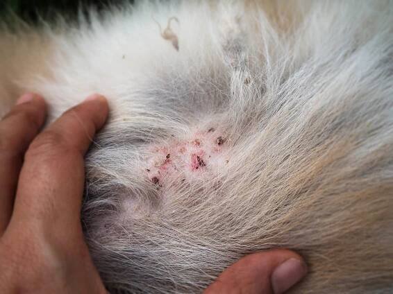Closeup nemoc na psí kůže, dermatitida v psa, kůže laminát a psí srst padlo kolem nemoci. — Stock obrázek