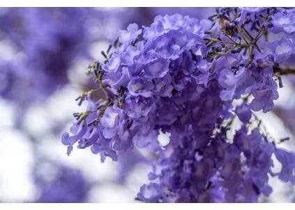 jacaranda 2883141 960 720