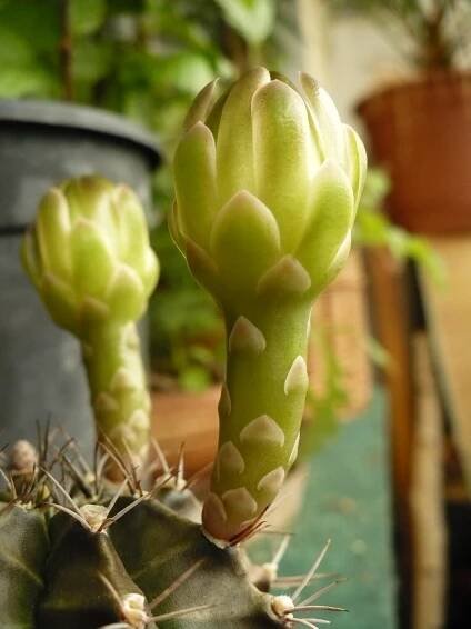 Gymnocalycium mihanovichii