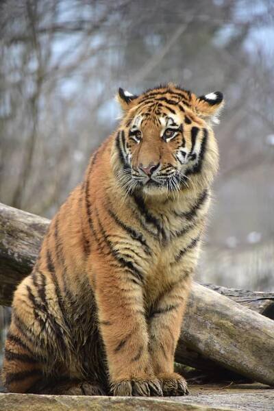 Sibirian Tiger - Tierpark Stadt Haag