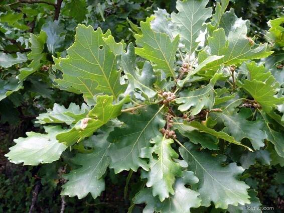 Dub pýřitý (Quercus pubescens)