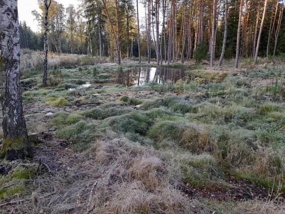 V lázeňských lesích letos vzniklo osm nových tůní. Přispějí k zadržení vody v krajině i zvýšení biodiverzity