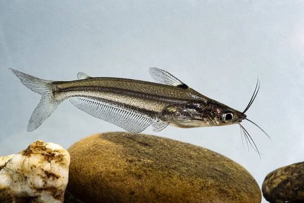 Soubor:Pachypterus acutirostris.jpg
