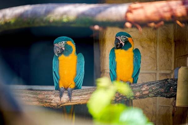 ZOO Bošovice: Papouščí ráj » evillina.com