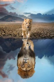Lví mládě hledající odraz dospělého lva ve vodě na pozadí hor — Stock obrázek