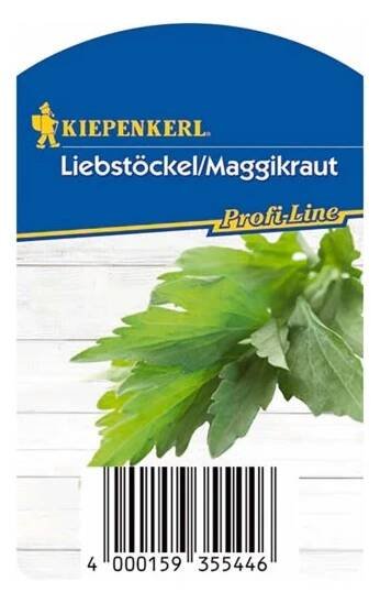 Kiepenkerl Libeček lékařský (Levisticum officinale) "Verino" pr. květináče 12 cm
