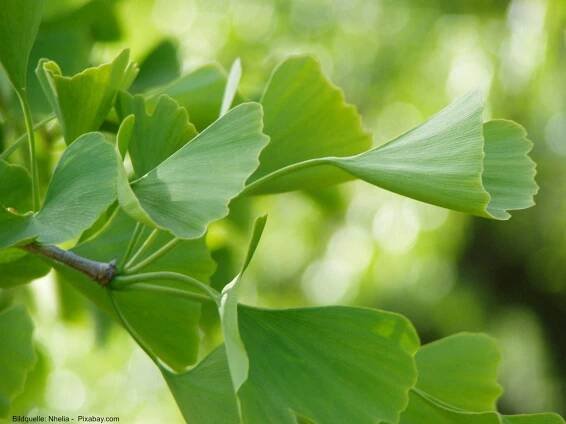 list ginko